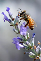 bee on lavender