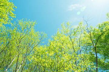 spring panorama of a scenic forest of trees with fresh green leaves and the sun casting its rays of light through the foliage