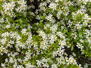 apple tree bloom with leaves