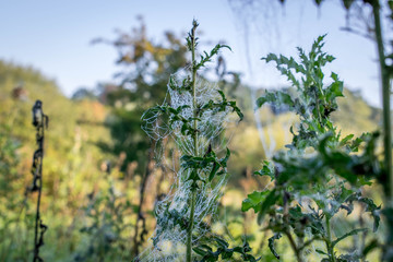 Spider webs in the summer