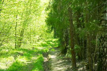 spring panorama of a scenic forest of trees with fresh green leaves and the sun casting its rays of light through the foliage