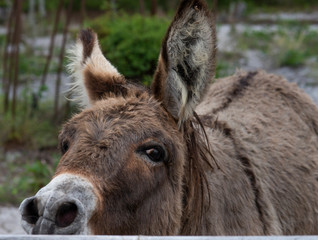 Fototapeta premium portrait of a donkey