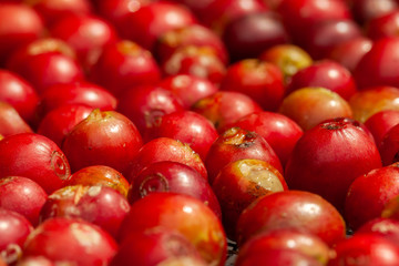 Recently picked Coffee beans mature - coffeea arabica