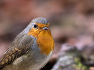 european robin