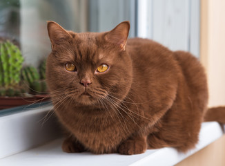 Portrait of British short hair brown cat, The cat is sitting on the windowsill. closeup of the big round face of cinnamon british cat.