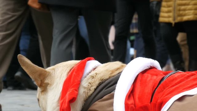 The big white dog of a homeless beggar lies in a funny Santa Claus costume, people pass by
