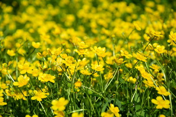 Butterblumenfeld, Wiesenblumen