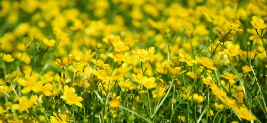 Obraz premium Butterblumen - Blumenwiese