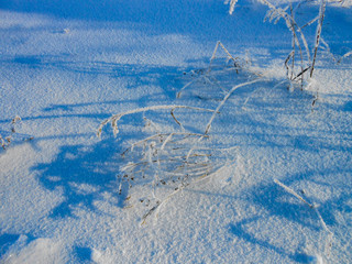 Fototapeta na wymiar Lonely brunches of the bush, against snow field. Winter landscape
