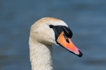 Obraz premium portrait of a swan