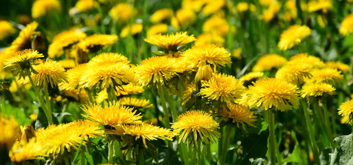 Löwenzahn, Blütenmeer in Gelb im Frühjahr