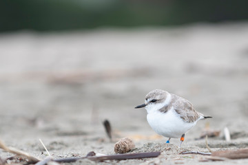 Snowy plover on grey sand beach