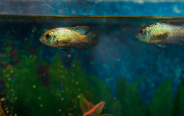 Aquarium life. Closeup of Nannacara anomala Golden Dwarf Cichlid - aquarium fish. selective focus
