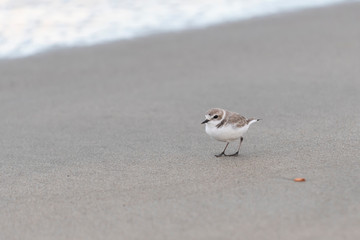 Snowy plover on grey sand beach