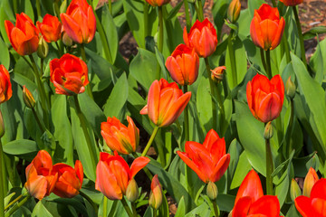 Tulipa of the Lightning Sun  species