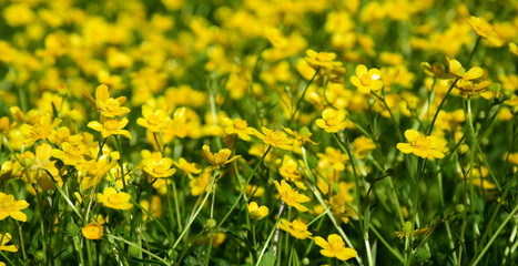 Fototapeta premium Butterblumen auf einem Feld im Sonnenschein