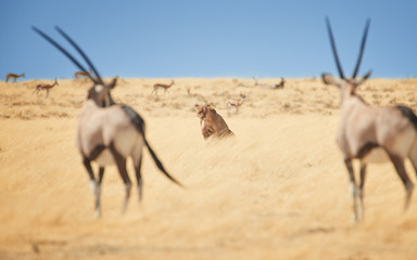 View on wild Lioness, Panthera leo, sitting directly among two Oryx antelopes in dry savanna. Typical african animals scene. African  predator and its prey. Wildlife photography in Etosha, Namibia.