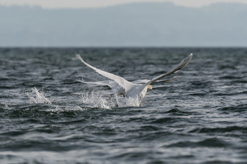 Naklejka premium swan during display