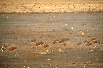 Fototapeta na wymiar Springbok, Antidorcas marsupialis, medium antelope of dry areas of south and southwestern Africa. Large herd in row, comming to drink from waterhole. Very hot day in arid Etosha park, Namibia.
