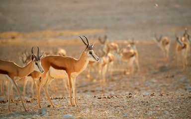 Springbok, Antidorcas marsupialis, medium antelope of dry areas of south and southwestern Africa. Large herd in row, comming to drink  from waterhole. Very hot day in arid Etosha park, Namibia.