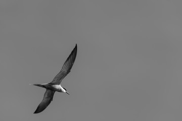 seagull flying in the sky