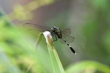 black camouflage dragonflies with transparent wings