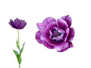 Flower tulip purple, isolated on white background