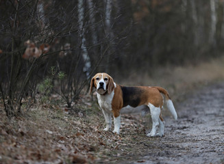 dog in the park,beagle, Poland
