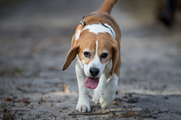 running dog with tongue on top, beagle