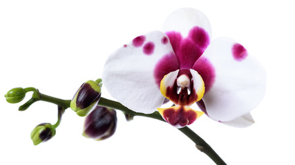 Naklejka na ściany i meble Weiße Phalaenopsis Orchidee mit lila Flecken isoliert
