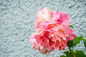 pink rose bud in front of grey wall