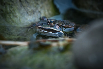 frog in lake