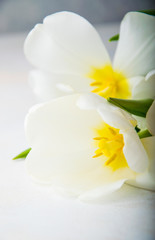Fototapeta na wymiar white tulips close up