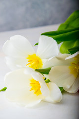 white tulips with yellow veins close up