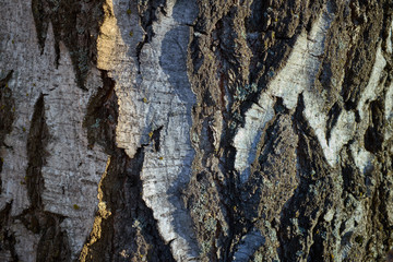 White Tree bark texture on a birch tree