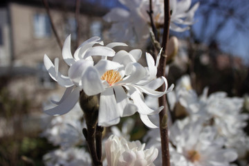 White magnolia (Magnolia stellata) blossom in the garden on spring sunny day. 