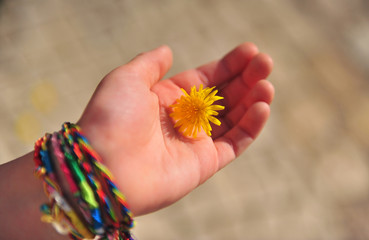 Child's hand holding yellow flower