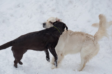 Cute golden retriever and black labrador retriever are playing on the white snow. Pet animals.