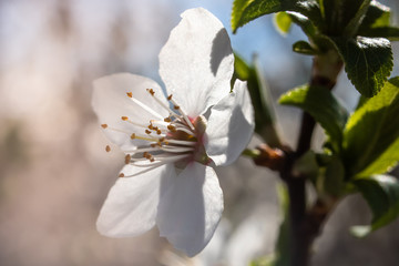 First spring white sweet cherry blossoms, close-up