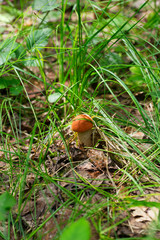 Little orange-cap boletus in the forest grass in the forest