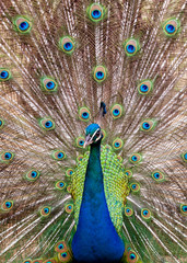 Obraz premium peacock with feathers out