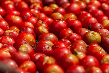 Recently picked Coffee beans mature - coffeea arabica