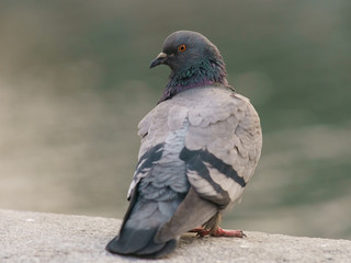 The dove standing on the waterfront looks back