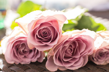 Fototapeta premium Macro delicate fresh pink rose flower. Wedding fresh flowers decoration