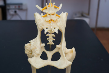 dog hip mold, normal hip and hip with arthritis