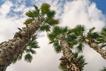 Tops of palms in the sky