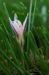 The first spring flowers. Crocus and other.