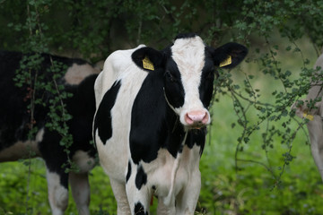 Obraz na płótnie Canvas cow in field