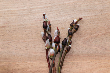 Willow branches on a wooden background, spring and willow after the rain say about the approach of Easter and a new life