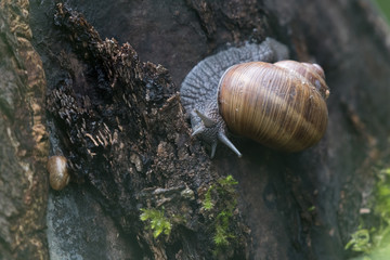 grapevine snail